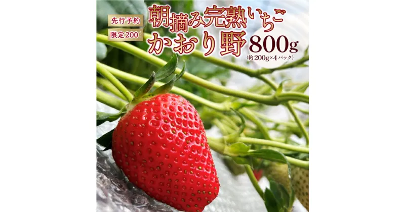 【ふるさと納税】【先行予約】いちご かおり野 合計800g（約200g×4パック） 果物 フルーツ 【2025年1月中旬から順次発送】