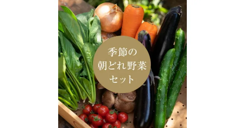 【ふるさと納税】【産地直送】島根県津和野産・採れたて旬の野菜詰め合わせセット[6～8種セット]【配送不可地域：離島】【1336030】