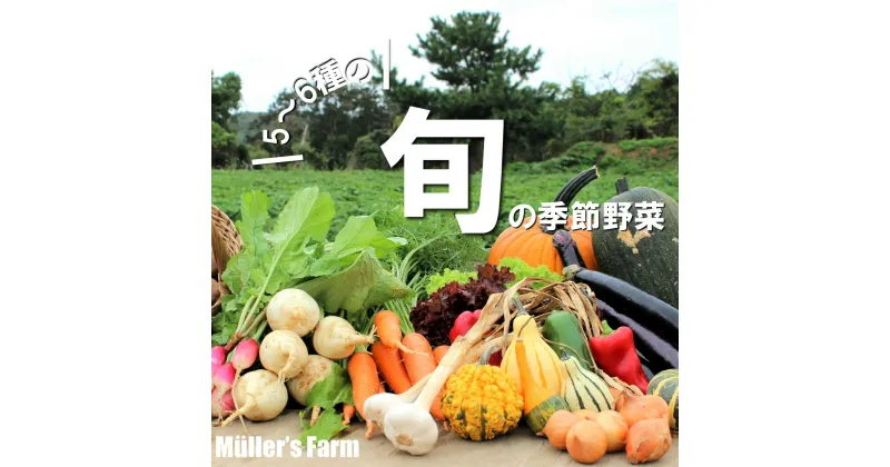 【ふるさと納税】【季節野菜詰め合わせ】5〜6種 農薬不使用だから安心安全! 母の日 父の日 バーベキュー ギフト