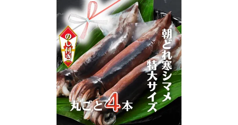 【ふるさと納税】【のし付き 寒シマメ 特大サイズ まるごと4杯セット】 1.4kg〜1.6kg いか イカ スルメイカ 朝どれ寒シマメ 父の日 母の日 バーベキュー ギフト