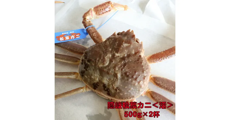 【ふるさと納税】 カニ 隠岐 松葉カニ 松葉ガニ 計1kg 500g×2杯 活 蟹 かに