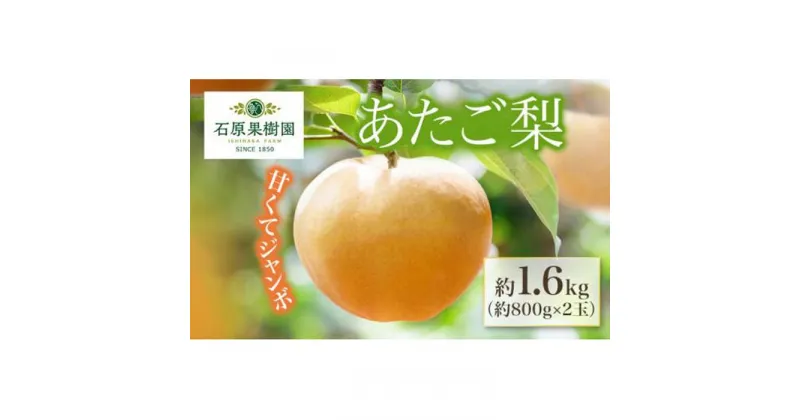 【ふるさと納税】梨 2024年 先行予約 あたご梨 約800g×2玉 化粧箱 ナシ なし 岡山県産 国産 フルーツ 果物 ギフト 石原果樹園 | フルーツ 果物 くだもの 食品 人気 おすすめ 送料無料