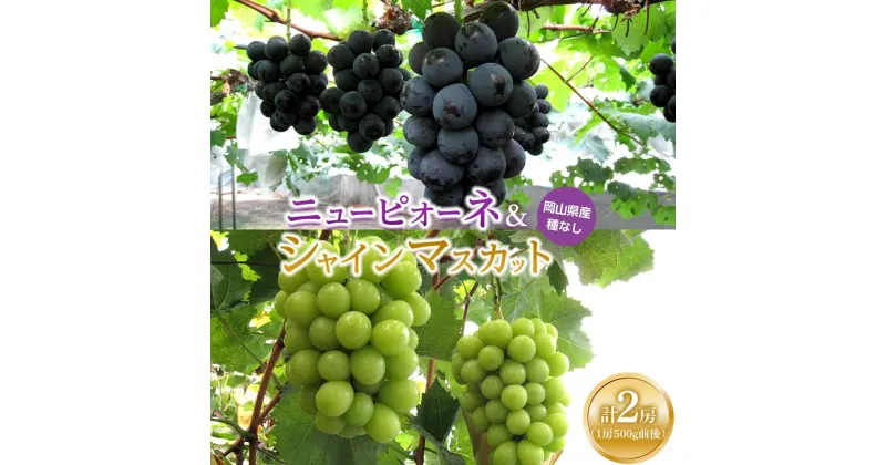 【ふるさと納税】産地直送！岡山県産 ぶどう 2025年 先行予約 ニュー ピオーネ1房・シャインマスカット1房（1房500g前後）たけまさぶどう園 | フルーツ 果物 くだもの 食品 人気 おすすめ 送料無料