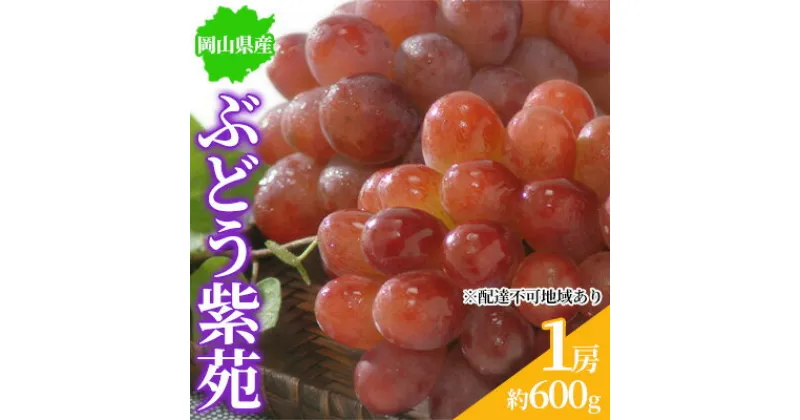 【ふるさと納税】ぶどう 2024年先行予約 紫苑 1房 約600g 岡山県産 お届け 11月上旬～11月下旬　 フルーツ 国産 大粒 食べやすい 種無し ジューシー 濃厚 甘み ほどよい酸味 　お届け：2024年11月上旬～11月下旬