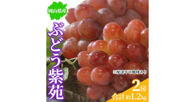 【ふるさと納税】ぶどう 2024年先行予約 紫苑 2房 約1.2kg 岡山県産 お届け 11月上旬～11月下旬　 フルーツ 国産 大粒 食べやすい 種無し ジューシー 濃厚 甘み ほどよい酸味 　お届け：2024年11月上旬～11月下旬