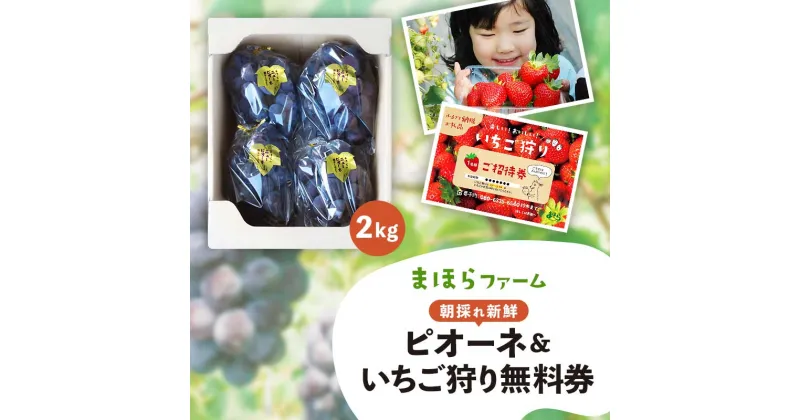 【ふるさと納税】★レビューキャンペーン★＜先行予約・令和7年度産＞ 朝採れ新鮮ピオーネ2kg&いちご狩り無料券 TY0-0802