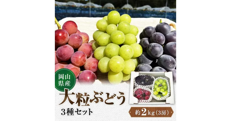 【ふるさと納税】先行予約 2024年10月発送開始予定 岡山県産 大粒ぶどう3種セット ピオーネ 翠峰 クイーンニーナ 先行予約 フルーツ 果物 TY0-0329