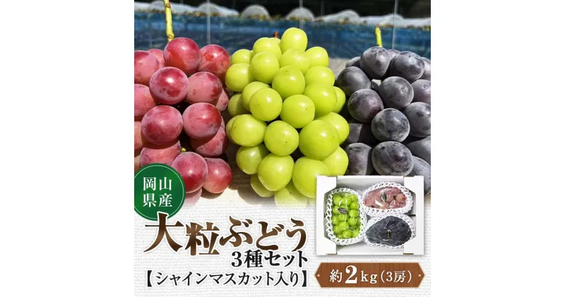 【ふるさと納税】先行予約 2024年10月発送開始予定 岡山県産 大粒ぶどう3種セット シャインマスカット入り TY0-0333