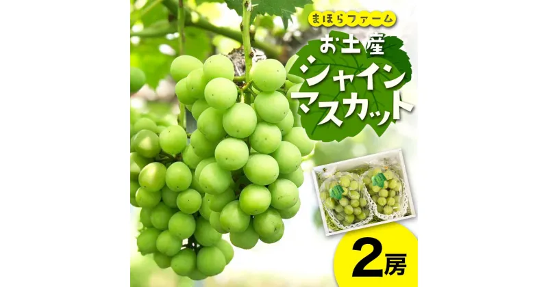 【ふるさと納税】★レビューキャンペーン★＜先行予約・令和7年度産＞ お土産シャインマスカット2房 TY0-0804