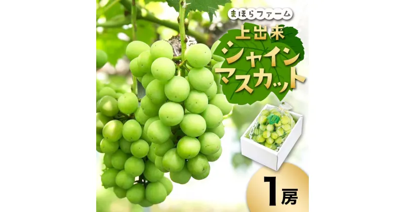 【ふるさと納税】★レビューキャンペーン★＜先行予約・令和7年度産＞ 上出来シャインマスカット1房 TY0-0805