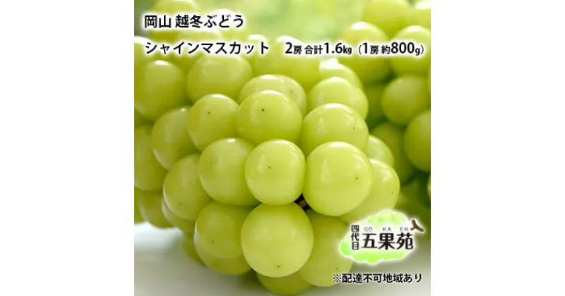 【ふるさと納税】越冬 ぶどうシャイン マスカット 2房 合計1.6kg（1房 約800g）岡山県産 四代目 五果苑　 果物類 ぶどう マスカット フルーツ 糖度20度 低温貯蔵 甘い 種なし 皮ごと ご進物 詰め合わせセット 　お届け：2024年11月下旬～2025年4月下旬