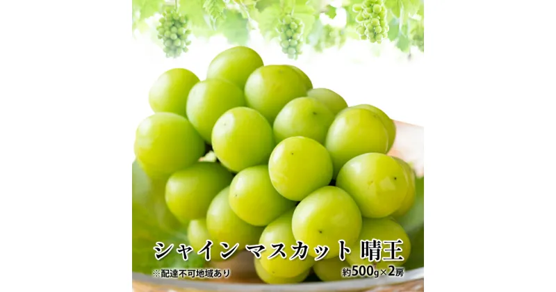 【ふるさと納税】ぶどう 2024年 先行予約 シャイン マスカット 晴王 約500g×2房 種無し ブドウ 葡萄 岡山県産 国産 フルーツ 果物 ギフト　玉野市　お届け：2024年8月下旬～2024年11月下旬