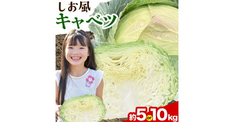 【ふるさと納税】しお風キャベツ 約5kg ( 2～3玉 )または 約10kg ( 4～6玉 ) 《1月中旬-3月末頃より発送予定(土日祝除く)》キャベツ 野菜 青果物 選べる内容量 岡山県 笠岡市