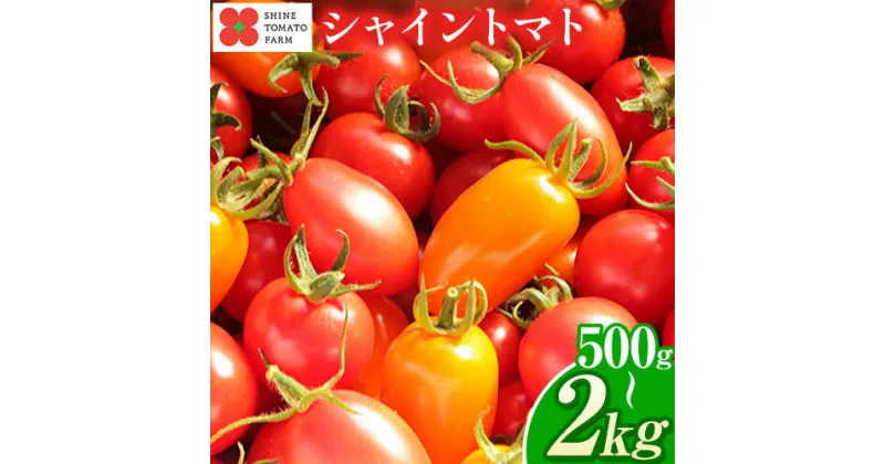 【ふるさと納税】【先行予約】シャイントマト 選べる内容量 500g 1kg 2kg シャイントマトファーム《1月中旬-6月中旬頃出荷》岡山県 笠岡市 送料無料 トマト 野菜 ミニトマト