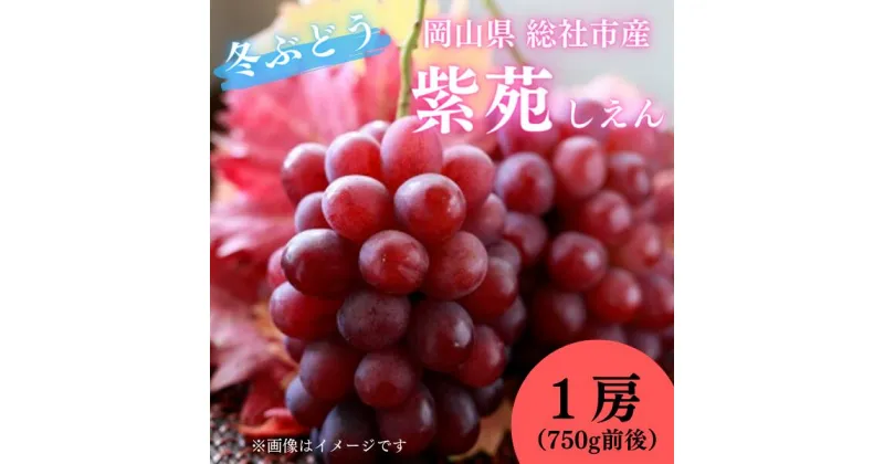 【ふるさと納税】ぶどう 紫苑 岡山県 総社市産 2024年産先行予約 1房