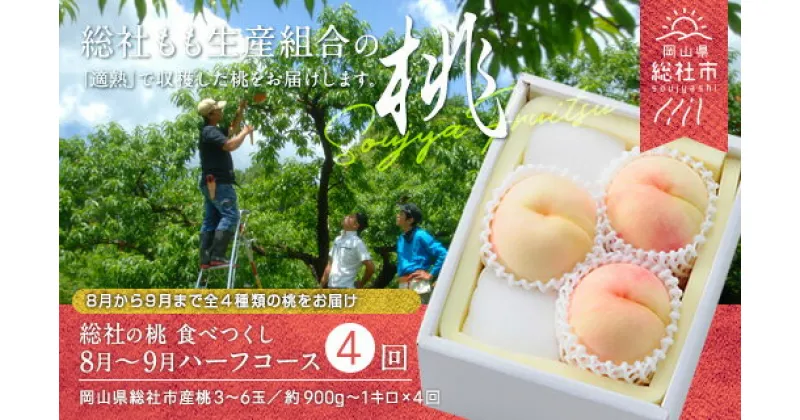 【ふるさと納税】【2025年産先行予約】もも 桃 岡山県 白桃 食べつくし ハーフコース 8月～9月配送 （約1kg×4回配送） 定期便 総社市産 岡山県総社もも生産組合 25-056-002