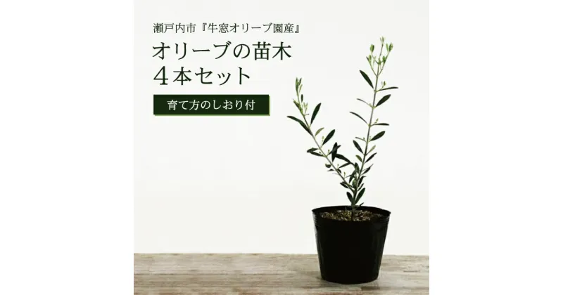 【ふるさと納税】オリーブの苗木4本セット　植物