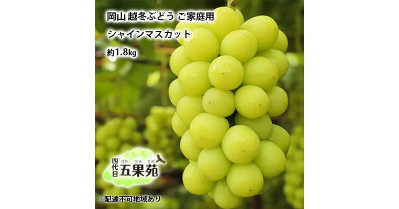 【ふるさと納税】越冬 ぶどう ご家庭用 シャインマスカット 約1.8kg 岡山県産 四代目 五果苑　 果物 フルーツ デザート 樹上 完熟 平均糖度20度 減農薬 種なし 皮ごと 　お届け：2024年11月下旬～2025年4月下旬