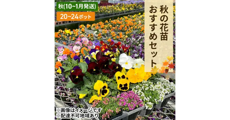 【ふるさと納税】秋 の 花苗 おすすめ セット 20～24ポット(10～1月発送) ガーデニング 園芸 お花 花 フラワー　赤磐市　お届け：2024年10月上旬～2025年1月下旬