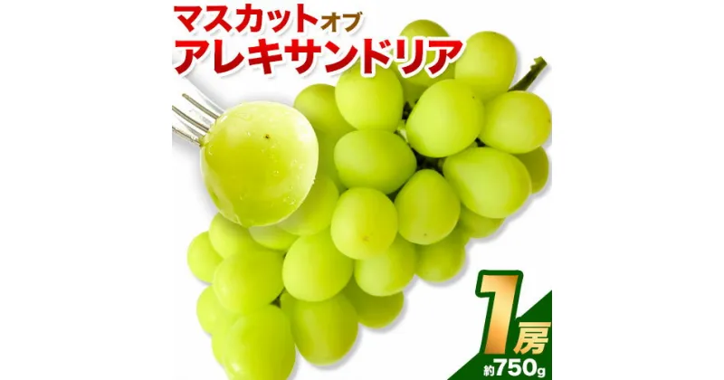 【ふるさと納税】【令和7年度先行予約】マスカット オブ アレキサンドリア 1房 (750g以上) ウィズフラワーホールディングス《2025年7月上旬-8月中旬頃出荷》岡山県 浅口市 ぶどう マスカット フルーツ 旬 果物 送料無料 マスカットオブアレキサンドリア【配送不可地域あり】