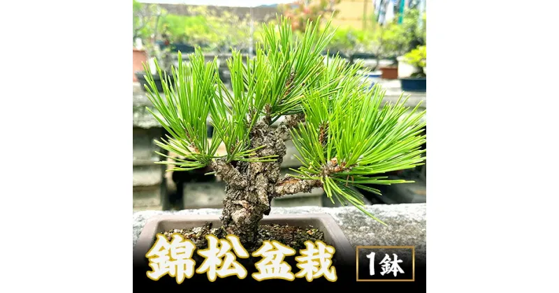 【ふるさと納税】盆栽 錦松 1鉢 盆栽 古城愛朋園《90日以内に出荷予定(土日祝除く)》岡山県 浅口市 送料無料 盆栽