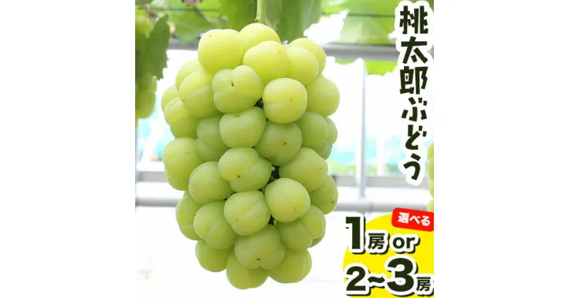 【ふるさと納税】選べる 岡山県産 桃太郎ぶどう1房 約500gor 約1.3kg 2～3房《2025年9月上旬‐10月中旬頃出荷》晴れの国 おかやま館(フルーツランド岡山) 岡山県 浅口市 フルーツ 果物 青果 旬 葡萄 ぶどう【配送不可地域あり】