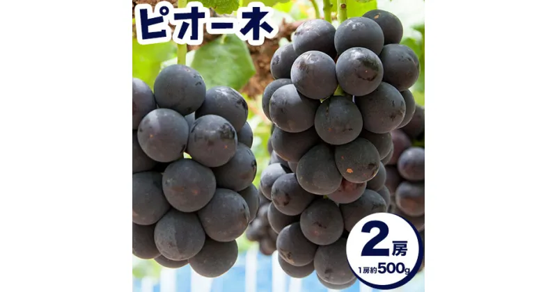 【ふるさと納税】【2025年先行予約】岡山県産 ピオーネ 2房 約500g×2 晴れの国 晴れの国 おかやま館(フルーツランド岡山)《2025年7月中旬-9月中旬頃出荷》岡山県 浅口市 マスカット ぶどう 葡萄 果物 フルーツ 送料無料【配送不可地域あり】