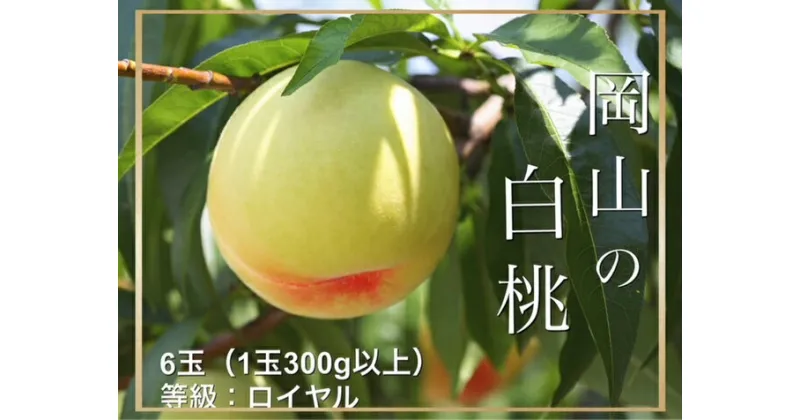 【ふるさと納税】【令和7年発送・先行予約】岡山県産　白桃（1玉300g以上）6玉　等級：ロイヤル　化粧箱入り　HT-1