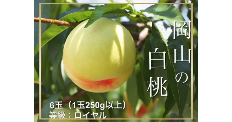 【ふるさと納税】【令和7年発送・先行予約】岡山県産　白桃（1玉250g以上）6玉　等級：ロイヤル　化粧箱入り　Gj-1