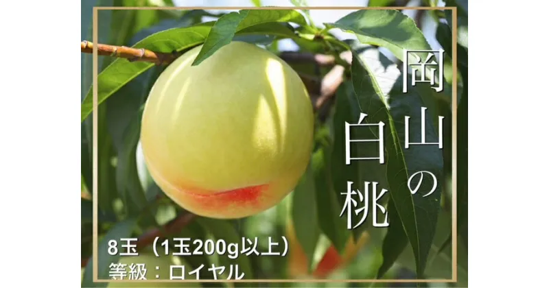 【ふるさと納税】【令和7年発送・先行予約】岡山県産　白桃（1玉200g以上）8玉　等級：ロイヤル　化粧箱入り　Fg-2