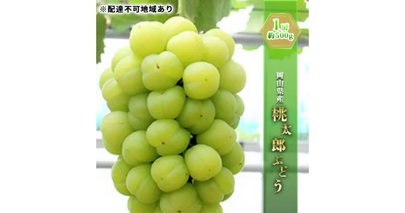 【ふるさと納税】ぶどう 2025年 先行予約 桃太郎 ぶどう 1房 約500g ブドウ 葡萄 岡山県産 国産 フルーツ 果物 ギフト　果物・ぶどう・フルーツ・果物類　お届け：2025年8月下旬～2025年9月下旬