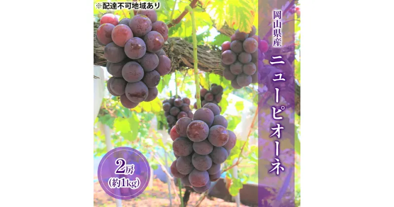 【ふるさと納税】【2025年先行予約】 ぶどう 岡山県産 ニューピオーネ （ 種無し ）約1kg（2房） 《2025年9月上旬-中旬頃出荷》 葡萄 ブドウ フルーツ 果物 スイーツ 数量限定 期間限定 岡山 里庄町　里庄町　お届け：2025年9月上旬～2025年9月中旬