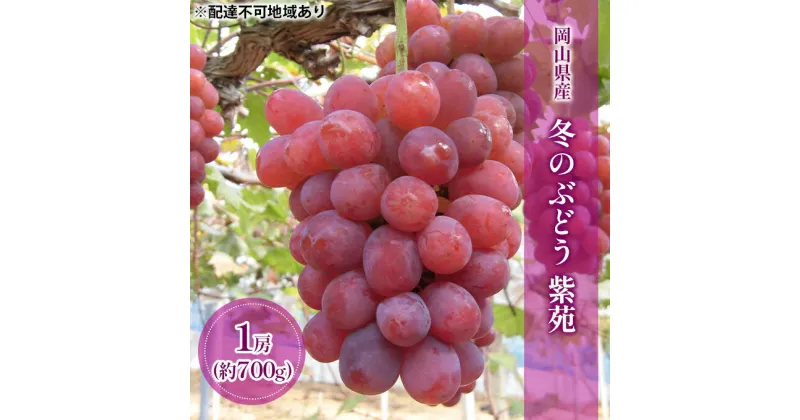 【ふるさと納税】【2025年先行予約】 ぶどう 岡山県産 冬のぶどう 紫苑 （ 種無し ）1房（約700g） 《2025年10月中旬-11月上旬頃出荷》 葡萄 ブドウ フルーツ 果物 数量限定 期間限定 岡山 里庄町　ぶどう・果物類　お届け：2025年10月中旬～2025年11月上旬