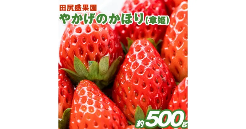 【ふるさと納税】 先行予約 秀品 やかげのかほり(章姫) 約500g 12～18粒前後《2025年1月下旬-3月末頃出荷》田尻盛果園 フルーツ 果物 いちご 苺 イチゴ 章姫 あきひめ 岡山県 小田郡 矢掛町 クール便