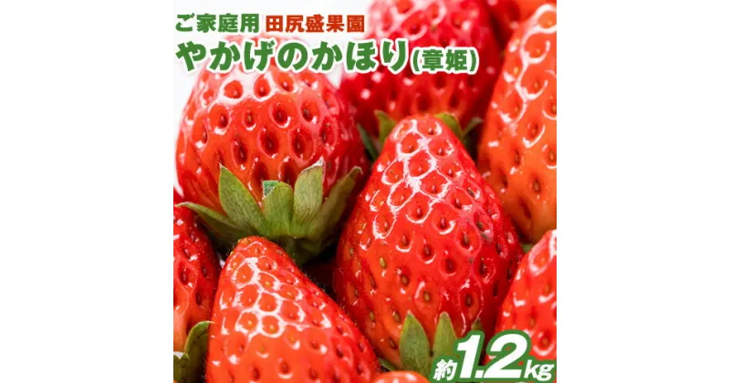 【ふるさと納税】 先行予約 訳あり やかげのかほり(章姫) 約1.2kg (約300g×4パック)《2025年年1月中旬-3月末頃出荷》田尻盛果園 フルーツ 果物 いちご 苺 イチゴ 章姫 あきひめ 岡山県 小田郡 矢掛町 クール便