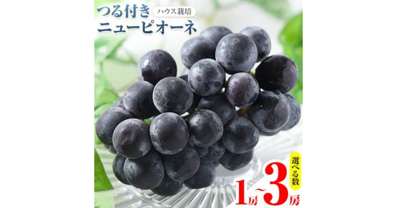 【ふるさと納税】【先行予約】 岡山県産 選べる つる付きニューピオーネ 2房 580g以上3房 580g以上 1房 680g以上 ハウス栽培 葡萄 果物 厳選出荷 スイーツ フルーツ デザート 岡山県矢掛町《7月上旬-8月下旬頃に出荷予定(土日祝除く)》 種なしぶどう 【配送不可地域あり】