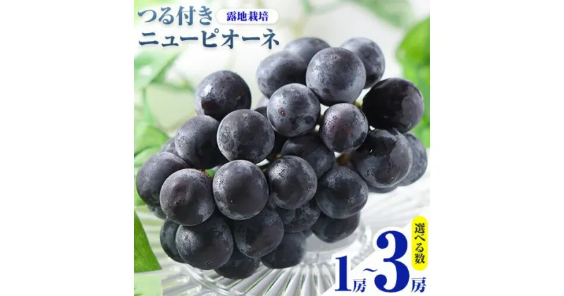 【ふるさと納税】 【先行予約】 岡山県産 選べる つる付きニューピオーネ 2房 580g以上3房 580g以上 1房 680g以上 露地栽培 葡萄 果物 厳選出荷 スイーツ フルーツ デザート 岡山県矢掛町《9月上旬-10月末頃に出荷予定(土日祝除く)》 種なしぶどう 【配送不可地域あり】