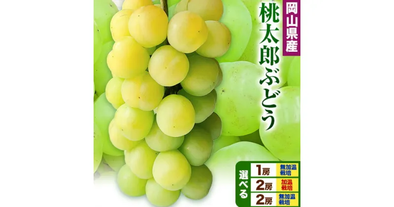 【ふるさと納税】【先行予約】岡山県産 桃太郎ぶどう 選べる 1房 (680g以上) 2房 (480g以上) 加温栽培 無加温栽培【配送不可地域あり】加温栽培《7月上旬-8月末頃に出荷予定(土日祝除く)》 無加温栽培《9月上旬-10月末頃に出荷予定(土日祝除く)》 岡山県 矢掛町 ぶどう