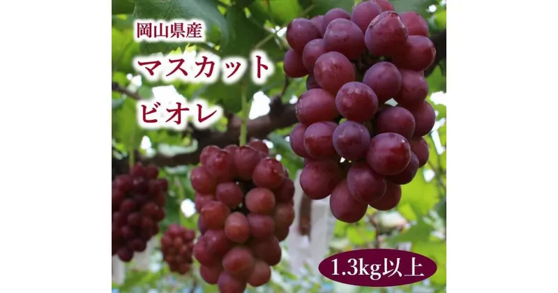 【ふるさと納税】岡山県産 マスカットビオレ 1.3kg以上_【10月中旬から11月中旬発送】_A19